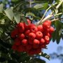 Sorbus aucuparia 'Sheerwater Seedling'